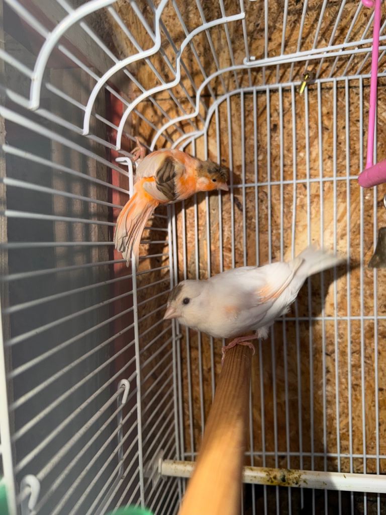 Canary for sale this year birds