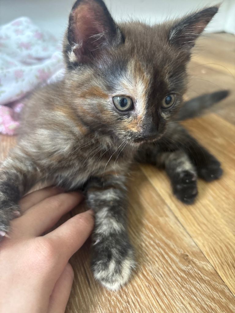 2 kittens 