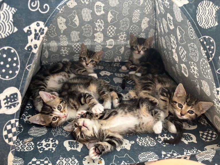Beautiful Tabby Kittens – 2 Boys & 3 Girls | Very Friendly & Family Raised