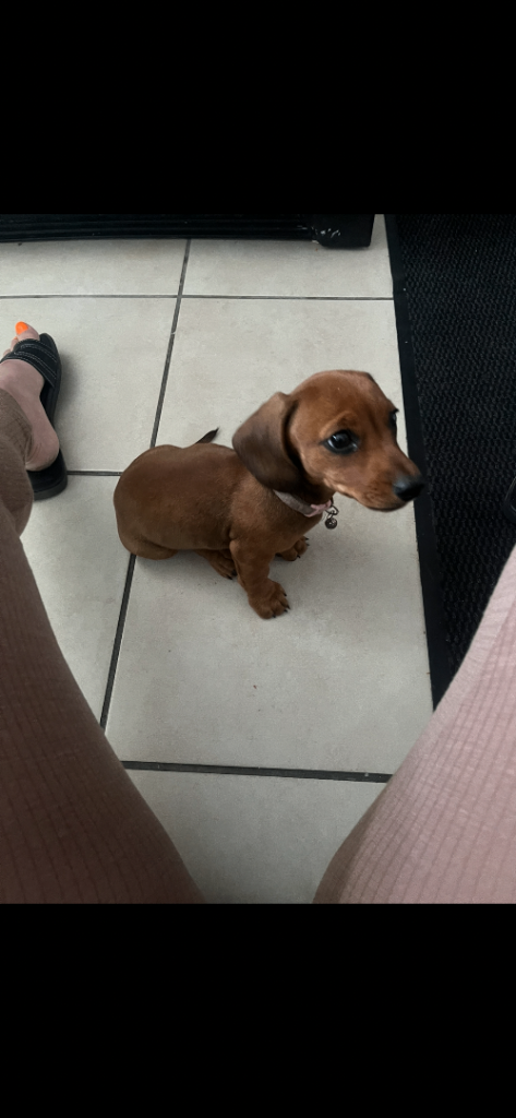 READY TO LEAVE NOW x1 Miniature Dachshund 