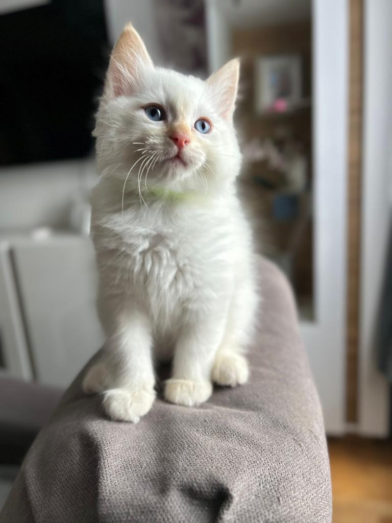 Beautiful Purebred Ragdoll Kittens 