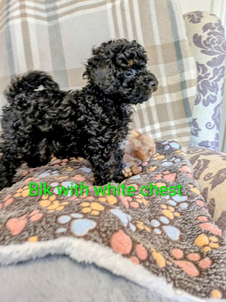 Toy poodle puppies KC reg 8 weeks old 