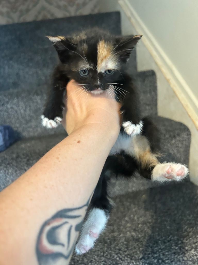 Kittens ready now 
