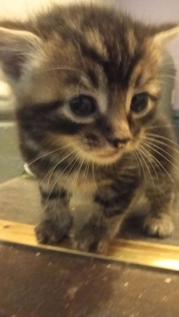 Kittens 