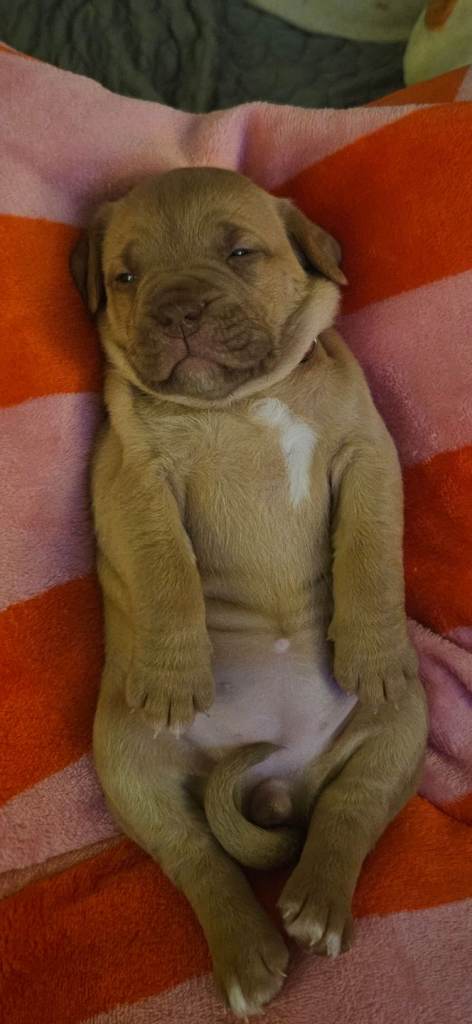 Douge de bordeaux/ American Bull 