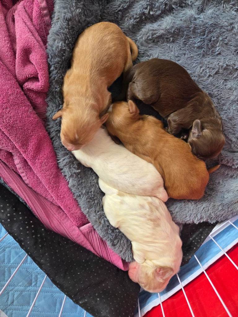 Cocker spaniel puppies