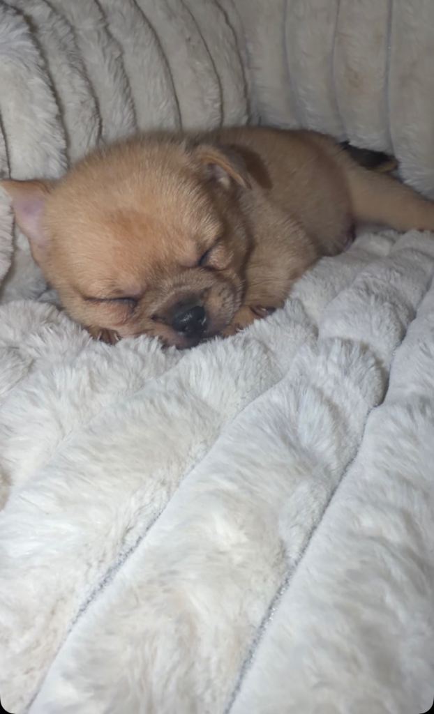 Meet Simba – Our Gorgeous 9 Week-Old Pomeranian × French Bulldog Puppy 