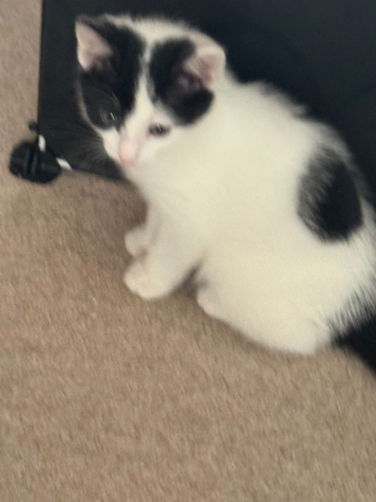 Kittens for Sale