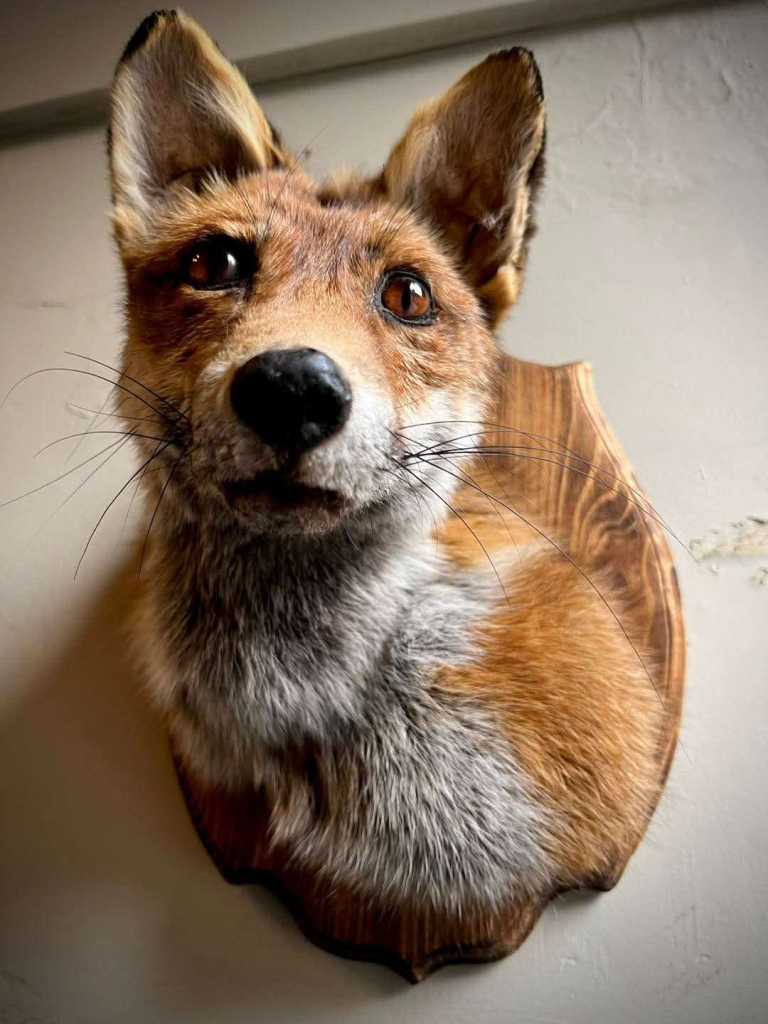 Taxidermy Mounted Fox Head on Wooden Mount