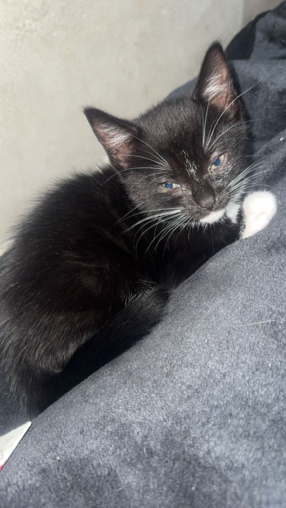Kitten