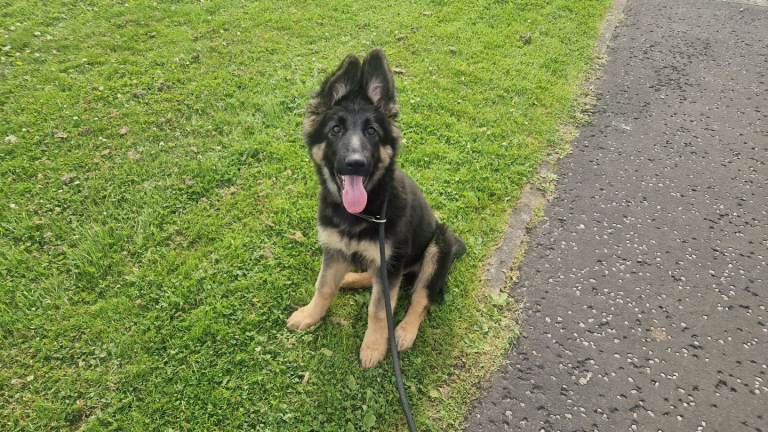 Beautiful German Shepherd pup