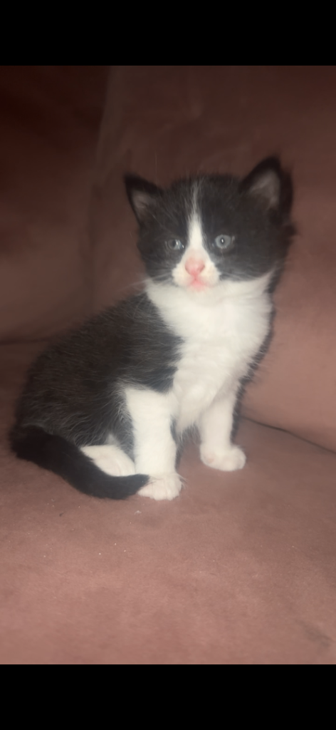 Ghost tuxedo tabby kittens 