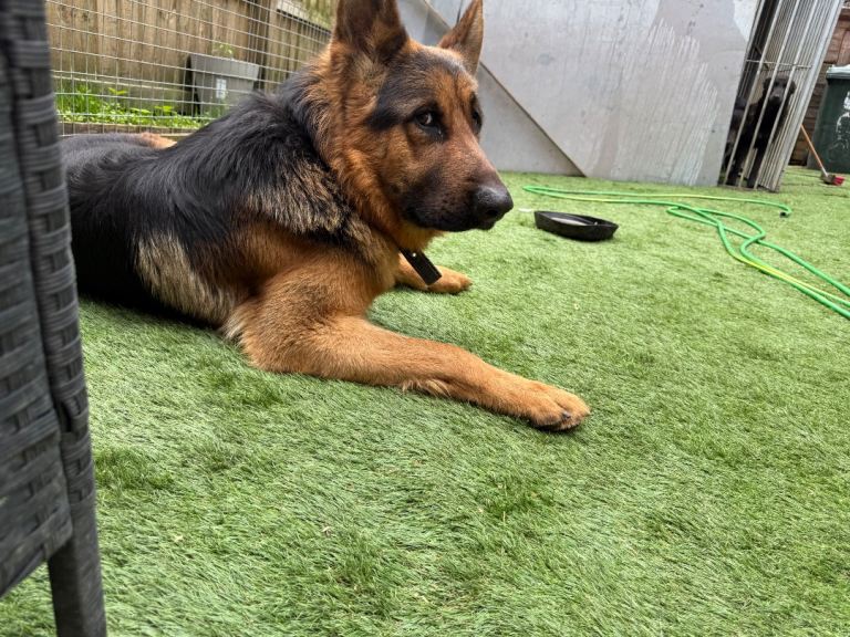 Male German shepherd 