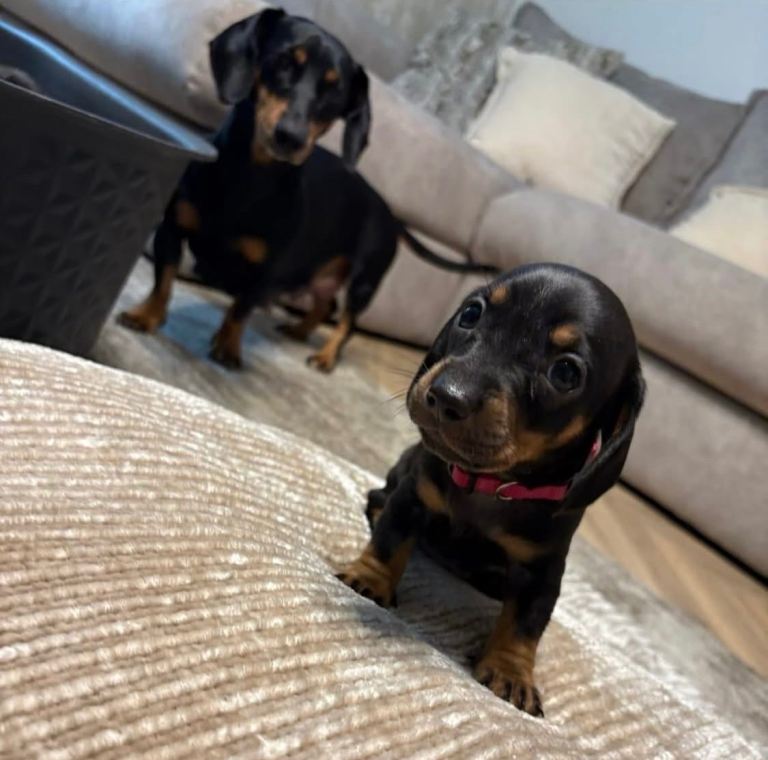 4 Beautiful mini Dachshund pups 