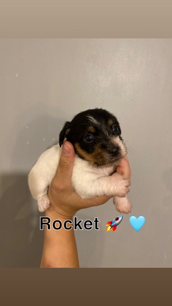Miniature jack russells 