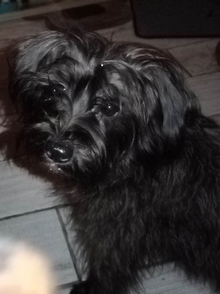 Yorkshire terrier x pappion