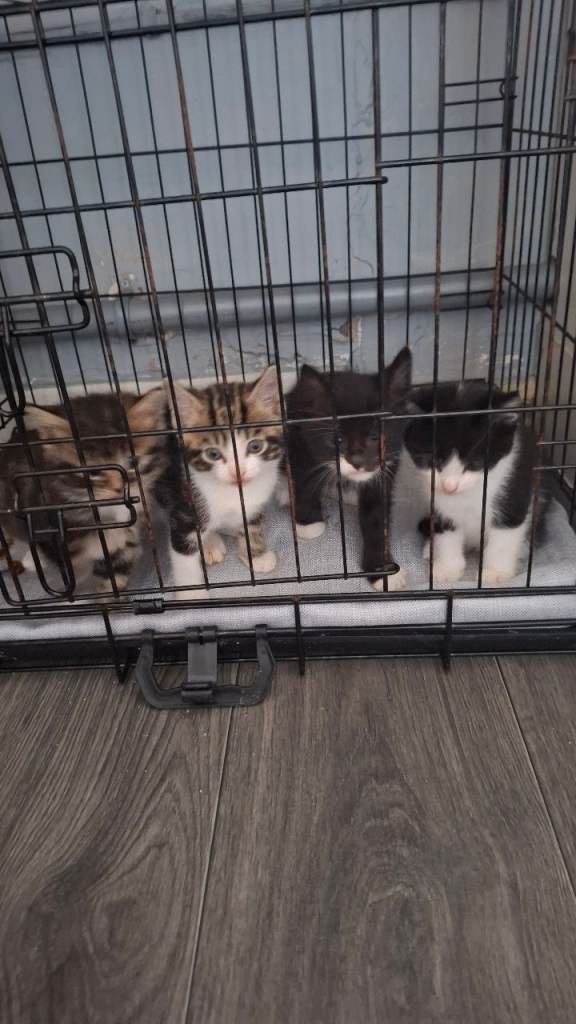 3 kittens for sale 