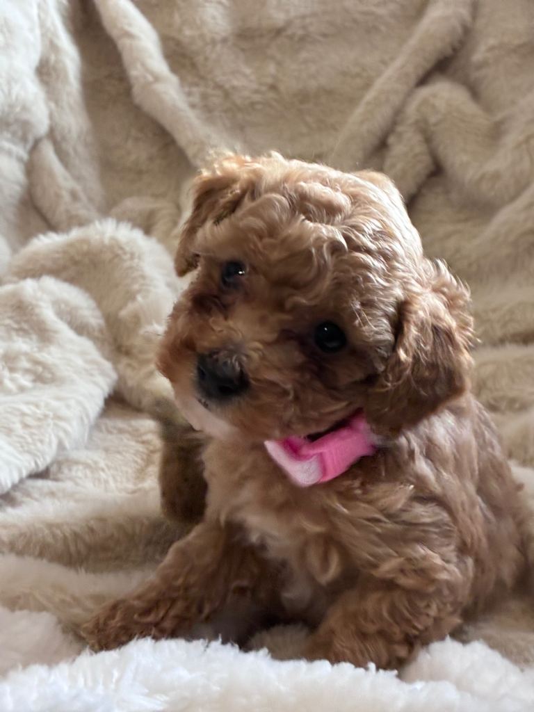 🐾 F2 Poochon Puppies for Sale 🐾