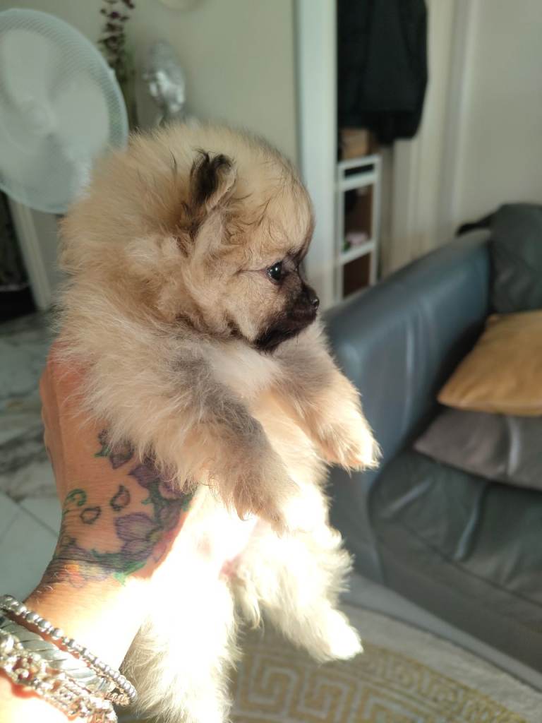 KC registered pomerainian puppy last girl Korean bloodlines 