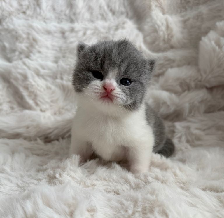 Exceptional GCCF British Shorthair kittens