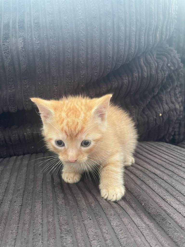 1 ginger boy for sale