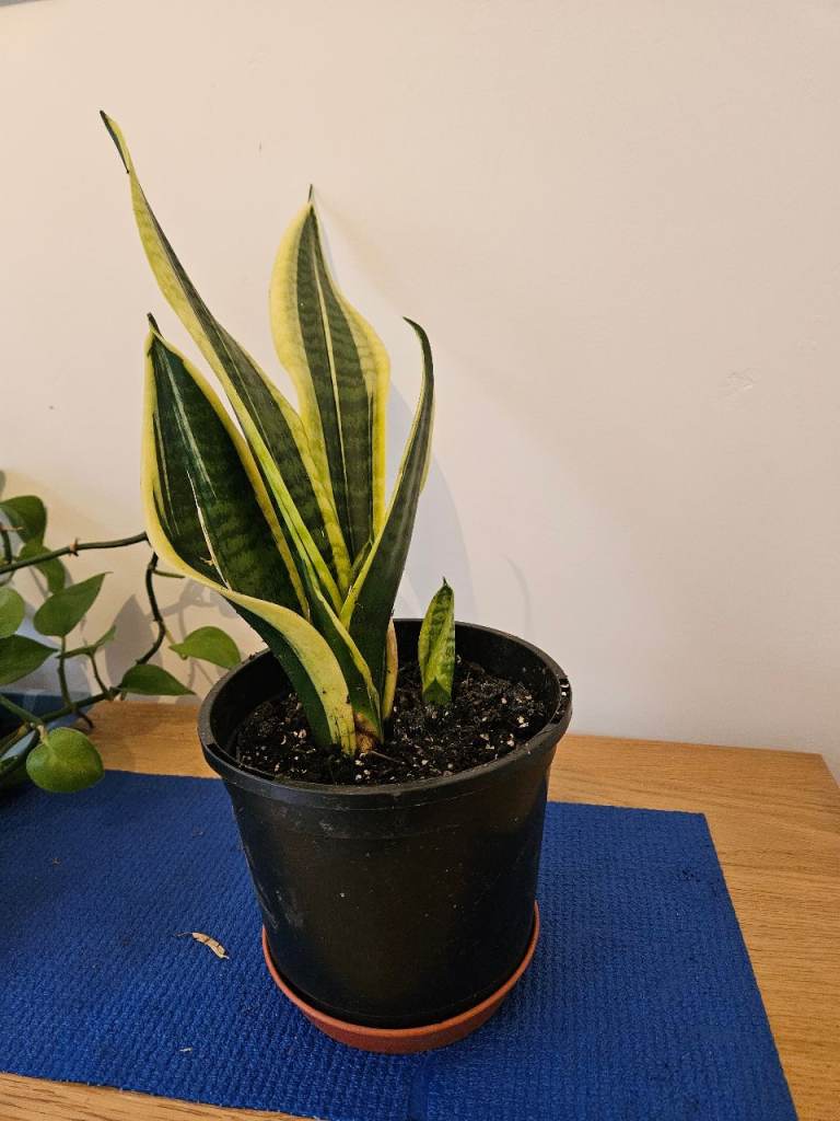 Cheap houseplants