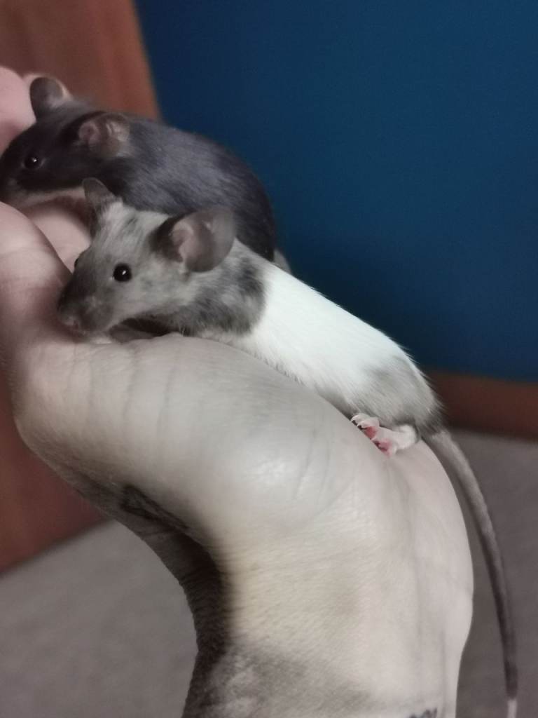 Fancy mice