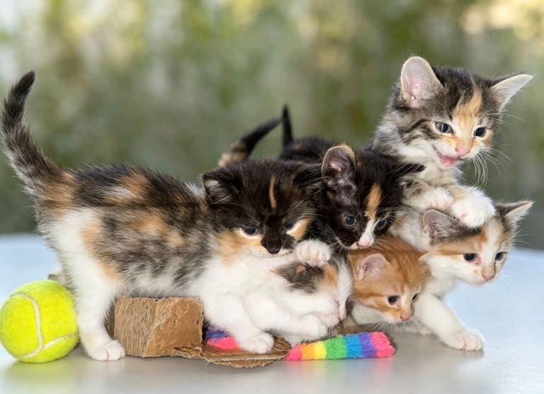 Adorable Kittens Looking for Their Forever Homes
