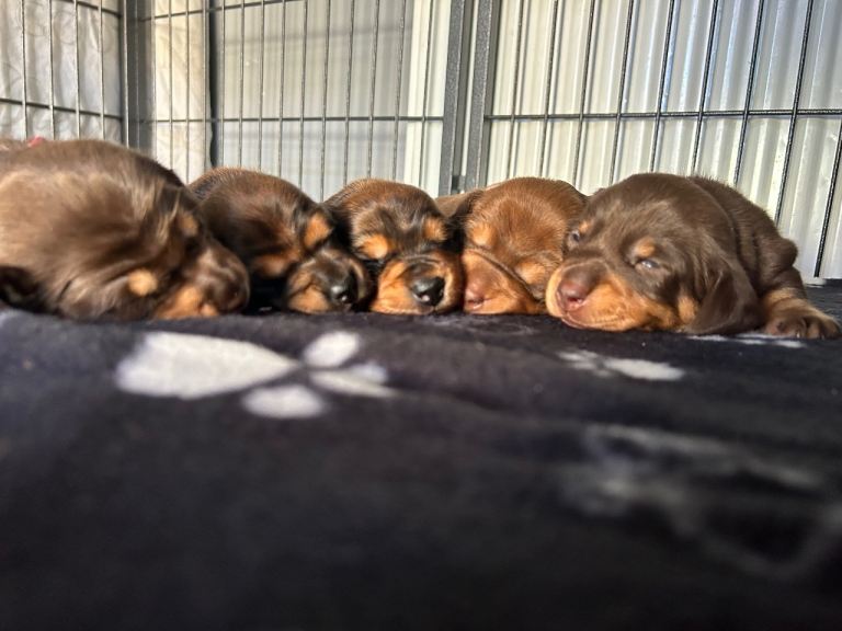 Miniature dachshund long haired 
