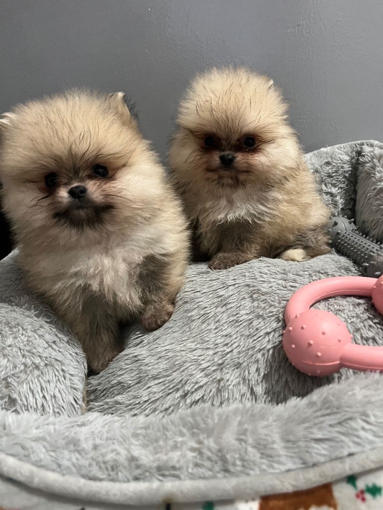 2 beautiful small Pomeranians 