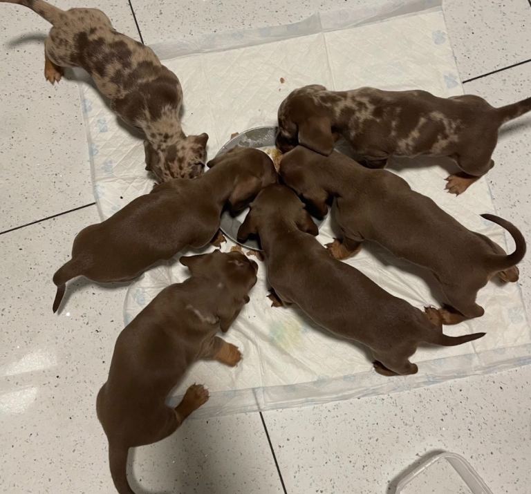 Miniature dachshund