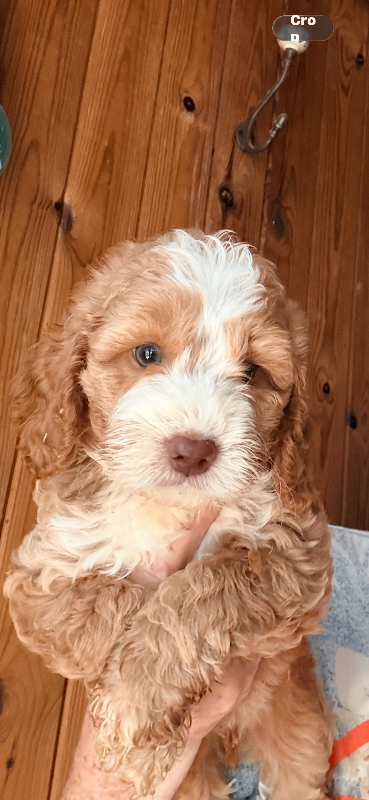 F1 Cockapoo