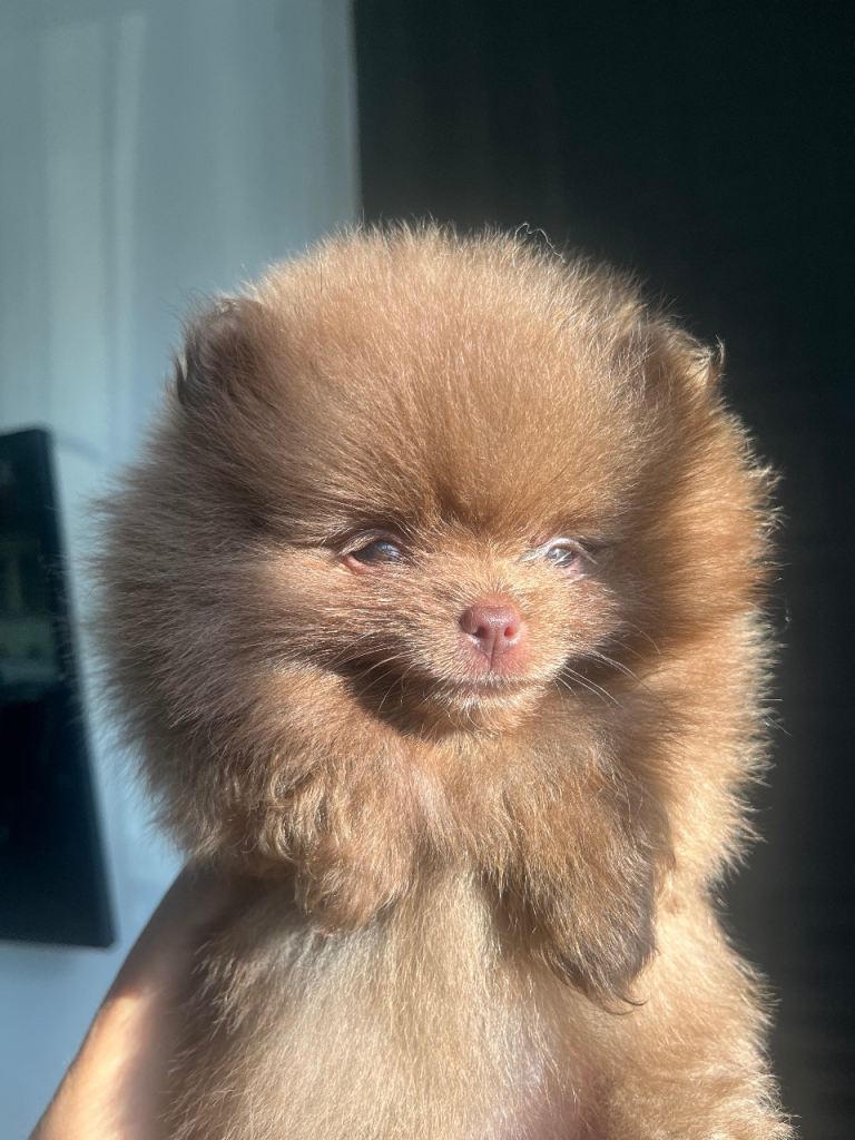 Pomeranian babies ready now!!!!!