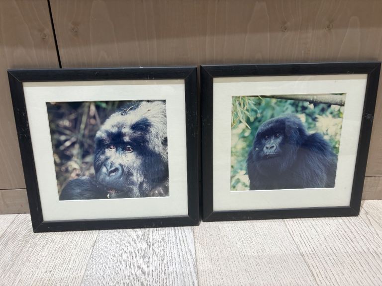 image for FREE 2 Black Wood-Framed Gorilla Pictures 34x32 cm