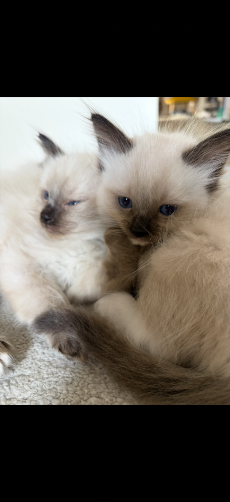 ✨ Beautiful Ragdoll Kittens Looking for Loving Homes ✨