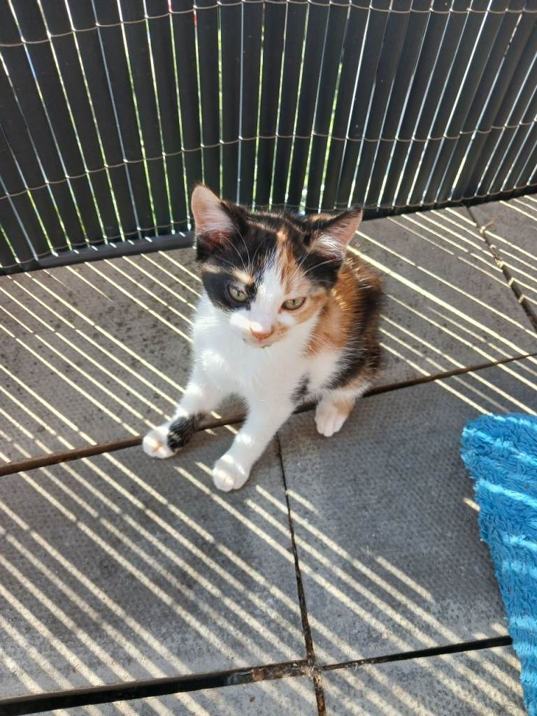 🐱 TWO LOVELY SISTER KITTENS LOOKING FOR FOREVER HOMES 🐱