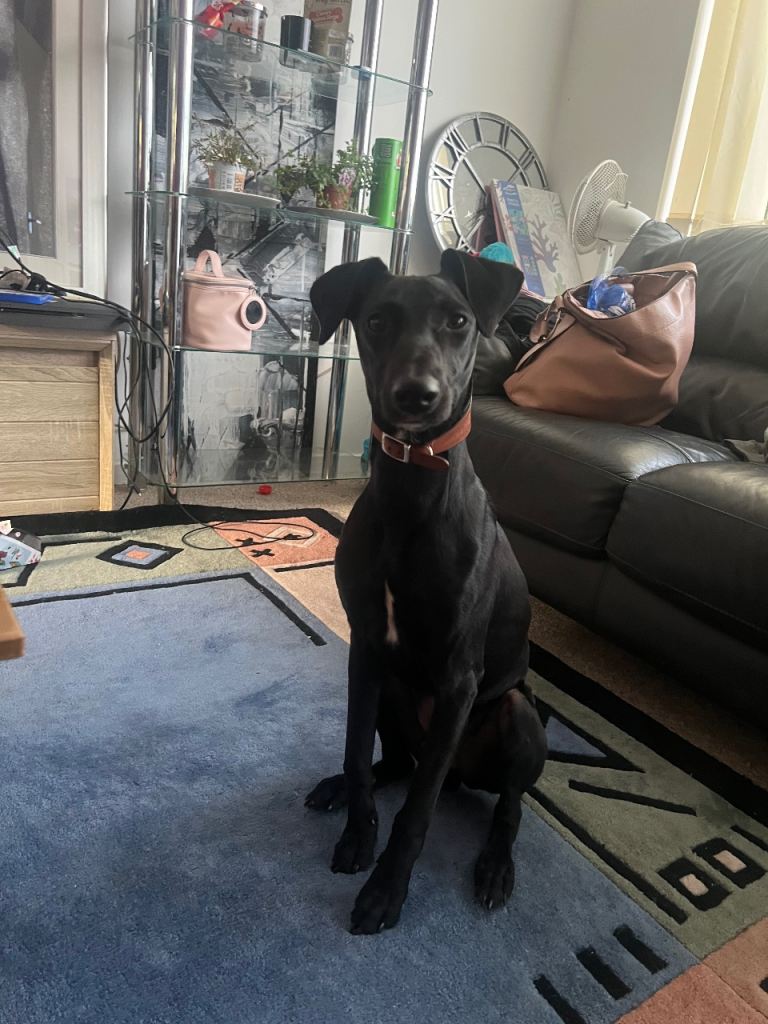 8 months Manchester Terrier cross Lurcher 