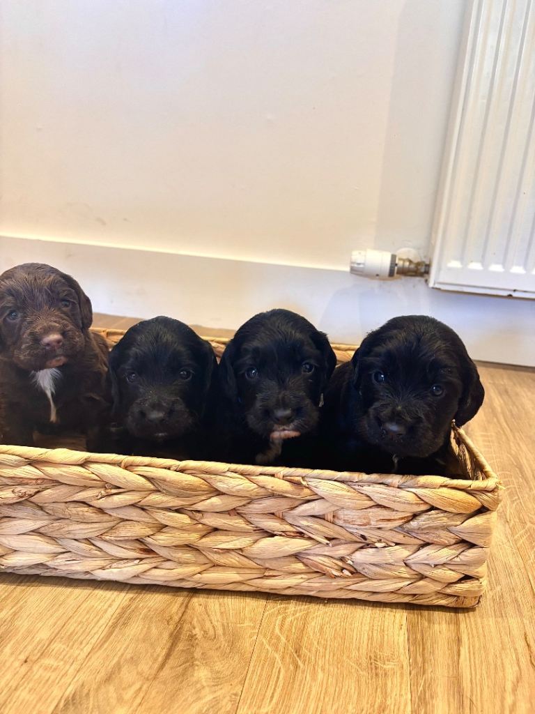KC Registered Cocker Spaniel pups 