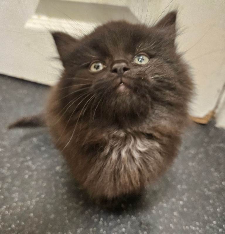 Beautiful black fluffy kittens