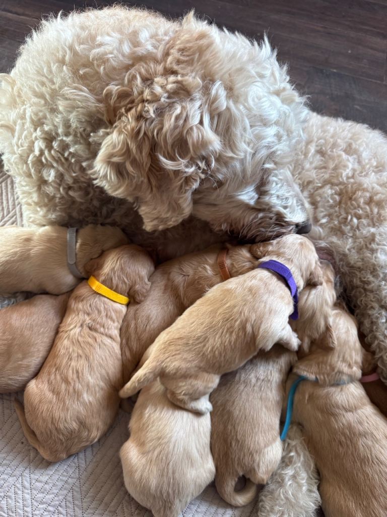 Expecptional goldendoodle puppies 
