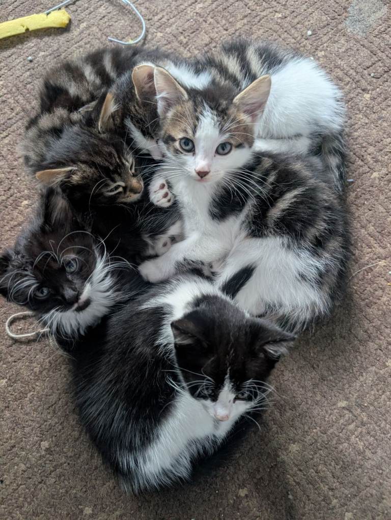 Adorable Kittens Looking for Forever Homes