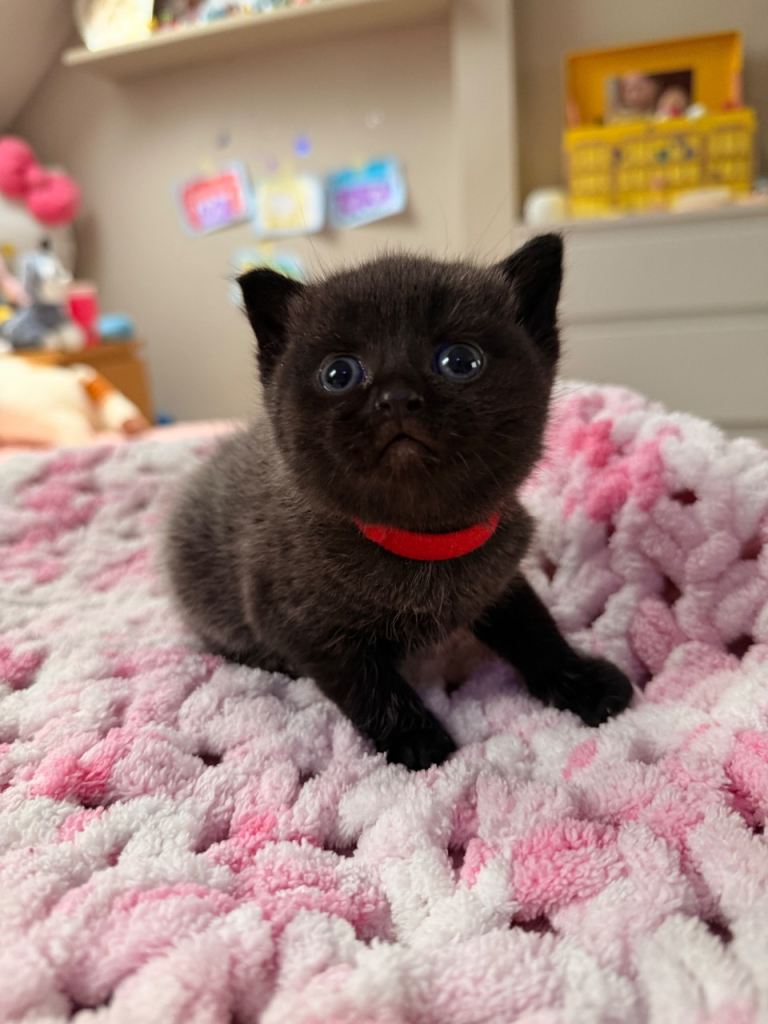 Adorable, Playful Kittens – Perfect Family Pets