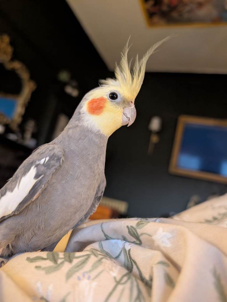 Male cockatiel 
