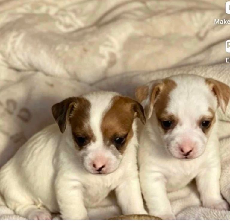Jack Russell puppies 