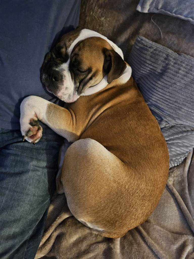 Bull boxer in need of a loving home 
