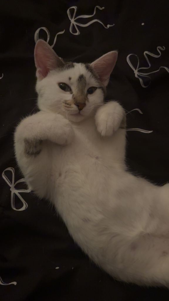 Male & Female cat