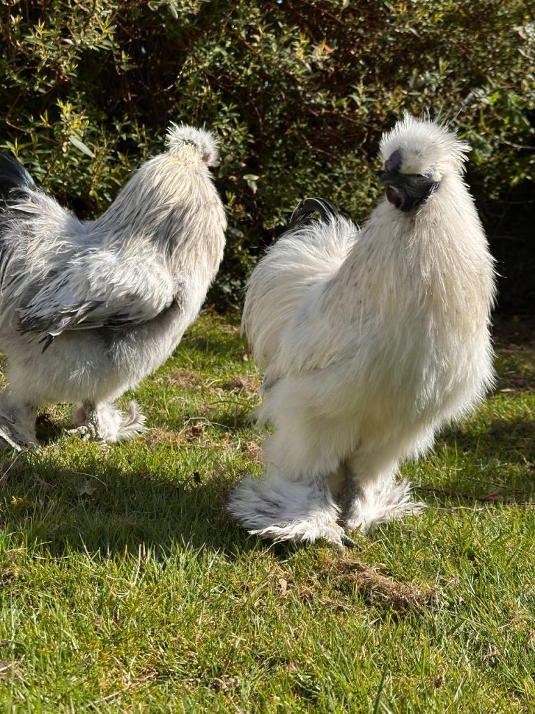 Silkie Chickens For Sale
