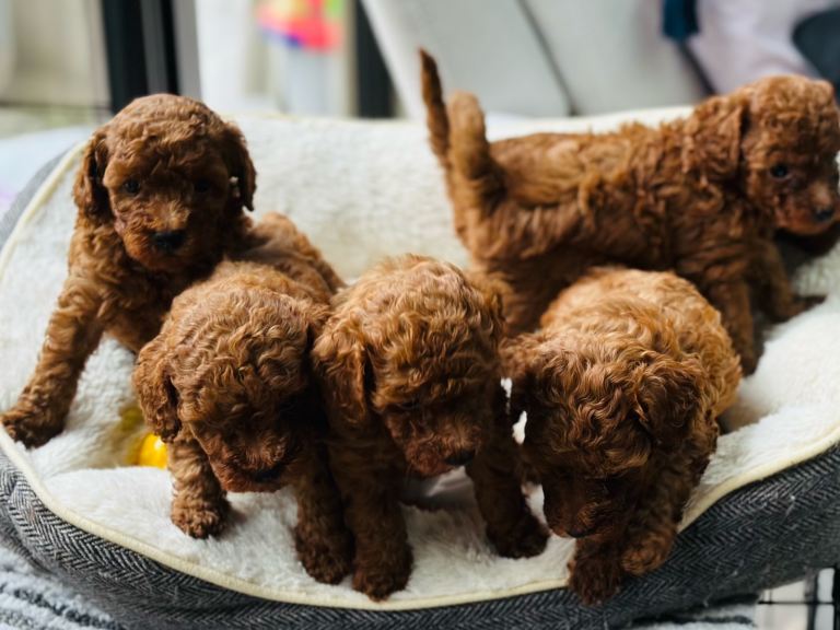 Pure toy poodles 