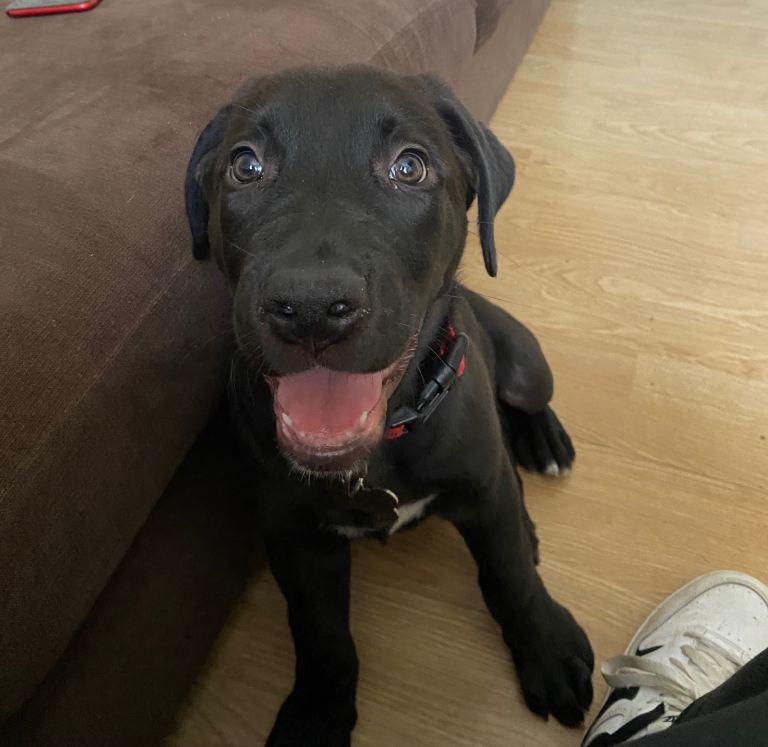 Serbian mastiff puppy 