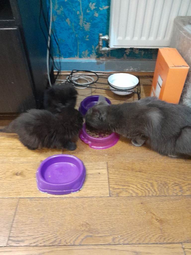 Hi there 4 british short hair kittens